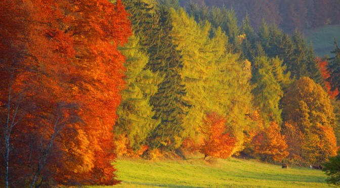 Von Bermbach ums Knüllfeld