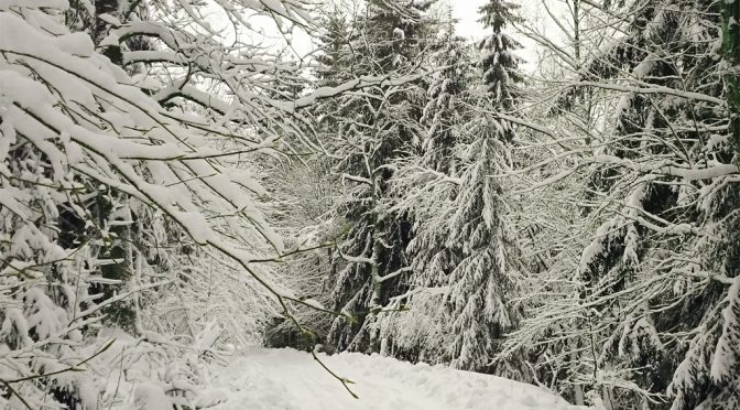 Winter im Thüringer Wald