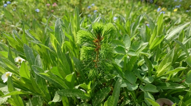 Junges Leben im Wald